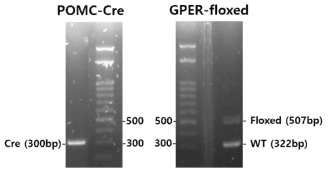 POMC-Cre 마우스와 GPER-floxed 마우스 교배를 통해 얻어진 산자의 유전자형 (POMC-Cre:GPERf/+)