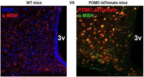 일반 마우스 (좌)와 POMC-tdTomato 마우스 (우)의 뇌 조직에서 수행한 α-MSH 면역조직염색 결과