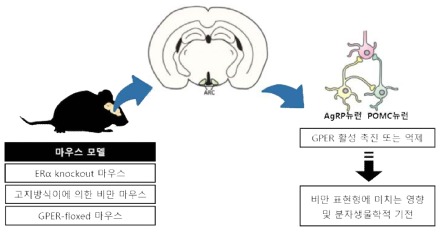 연구 모식도