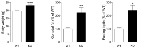 ERα KO 마우스가 대조군에 비해 몸무게, 내장지방, 혈중 렙틴 모두 증가함을 확인함. (n≧5 per group, *p<0.05, **p<0.01, ***p<0.001; mean±SEM)