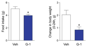 ERα KO 마우스의 뇌실 내 G-1 투여군에서 먹이 섭취량 (refeeding, 좌측)과 체중 증가폭(우측)이 대조군에 비해 모두 감소함을 확인함. (n=8~9 per group; mean±SEM)