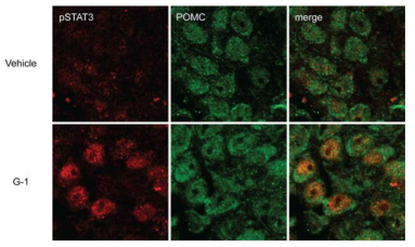 정상 수컷 마우스에서 뇌 내 GPER 활성화에 의한 pSTAT3 신호 증가의 일부는 POMC 뉴런에서 일어남을 확인함