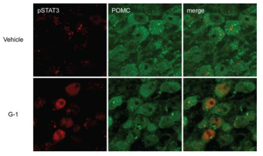 정상 수컷 마우스에서 뇌 내 GPER 활성화에 의한 pSTAT3 신호 증가의 일부는 POMC 뉴런에서 일어남을 확인함