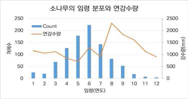 연구대상지 소나무의 임령(연륜) 분포