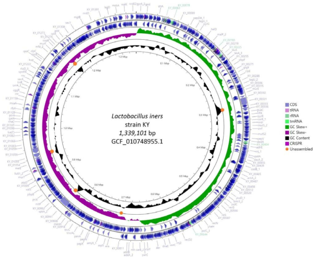 Lactobacillus iners KY Genome map