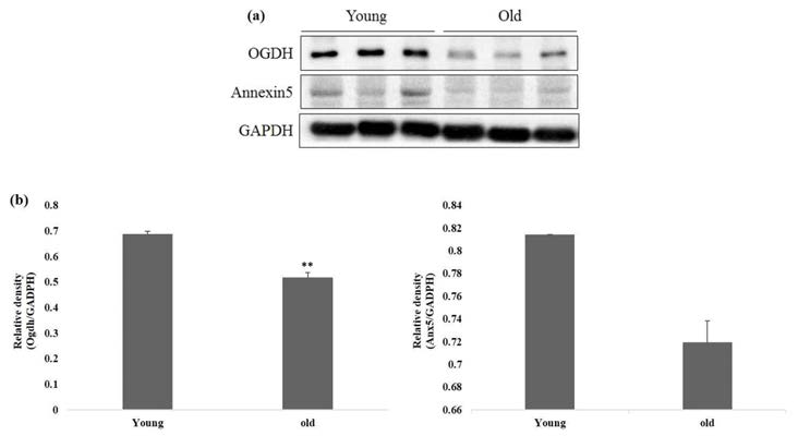 Two proteins OGDH and AnxA5 showed significant difference among the two groups with suppressed expression in old group. The protein expression data shows consistent with the relative mRNA expression data of the respective genes