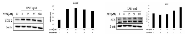 Expression of iNOS and COX-2 in LPS stimulated C2C12 muscle cells by Neoeriocitrin treatment. The effect of Neoeriocitrin on the expression of iNOS and COX-2 protein were determined by western blot, respectively
