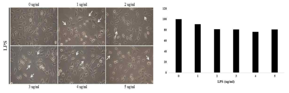 Cytotoxic effect of LPS on L6 cells viability. The cytotoxicity of LPS (1, 2, 3, 4, and 5ug/mL) on L6 skeletal muscle cells was evaluated by a MTT-based viability assay after incubating the cells for 24 h