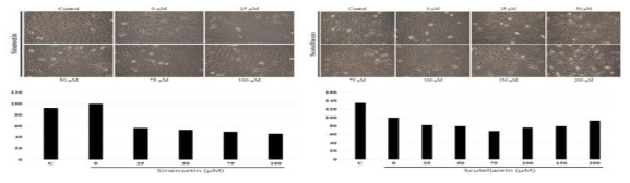 Cytotoxic effect of Sininsetin and Scutellarein on L6 cell viability. The cytotoxicity of Sinensetin (25, 50, 75, 100mg/mL) and Scutellarein (25, 50, 75, 100, 150, and 200 mg/mL) on L6 skeletal muscle cells was evaluated by a MTT-based viability assay after incubating the cells for 24 h