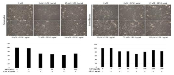Cytotoxic effect of Sinensetin and Scutellarein on LPS-stimulated L6 skeletal muscle cell viability. The cytotoxicity of Sinensetin (25, 50, 75, 100mg/mL) and Scutellarein (25, 50, 75, 100mg/mL) on L6 skeletal muscle cells was evaluated by a MTT-based viability assay after incubating the cells for 24 h in the absence or presence of LPS (1 mg/mL)
