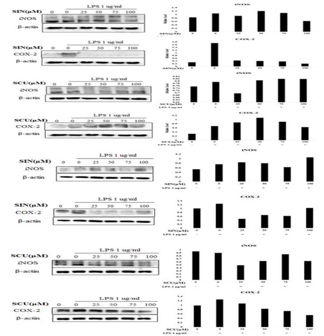 Expression of iNOS and COX-2 in LPS stimulated L6 skeletal muscle cells by Sinensetin and Scutellarein treatment. The effect of Sinensetin and Scutellarein on the expression of iNOS and COX-2 protein were determined by western blot, respectively