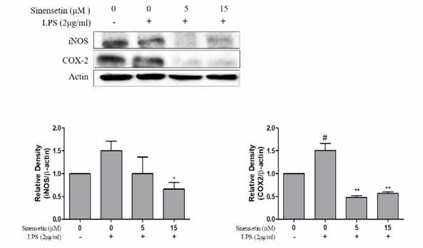 Expression of iNOS and COX-2 in LPS stimulated L6 Skeletal Muscle cells. The effect of Sinensetin on the expression of iNOS and COX-2 protein were determined by western blot, respectively
