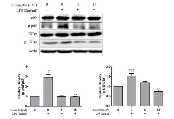 Expression of p65 and IkB in LPS stimulated L6 Skeletal Muscle cells. The effect of Sinensetin on the expression of p65, p-p65 and IkB, p-IkB protein were determined by western blot, respectively