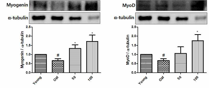 Expression of Myogenin and MyoD in LPS stimulated primary Muscle cells. The effect of Sinensetin on the expression of Myogenin and MyoD protein were determined by western blot, respectively