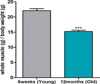 Comparison of thigh and calf skeletal muscle weight between young (6 weeks) and old (12 months) rats. After stabilization for 10 days, young and old groups were sacrificed to obtain thigh and calf skeletal muscles. Muscle weights were divided by body weights. We utilized 5 animals for each group. Data are presented as means ± SEM. Statically significance was determined by Student’s t-test; ***p < 0.001