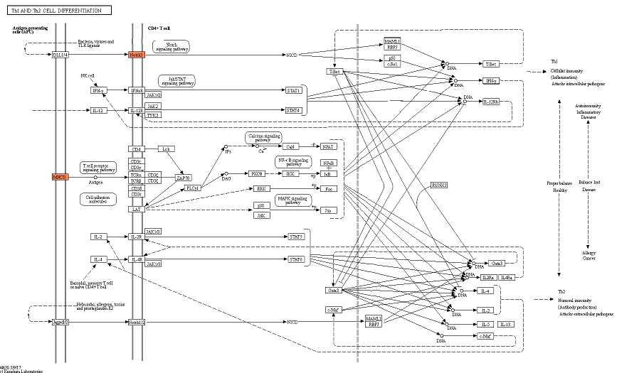 Z7, Z8 샘플의 Th1 and Th2 cell differentiation KEGG pathway