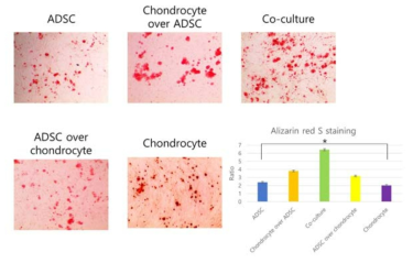 Alizarin red S staining showed that more prominent mineral synthesis was observed in co-culture group rather than Transwell® cultures (chondrocyte over ADSC and ADSC over chondrocyte). This finding supported that the direct cell-cell contact of ADSC and chondrocyte is more important than paracrine or micro-vesicular effect of ADSC in the osteogenesis