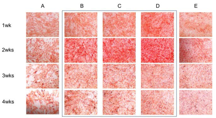 Safranin O staining showed more prominent GAG synthesis in co-culture of ADSC and chondrocyte (diagram). (A) Isolated culture of adipose-derived stem cells (ADSC). (B,C,D) Co-culture of ADSC and chondrocyte. The ratio of ADSC and chondrocyte was 3:1(B), 1:1(C), 1:3(D) respectively. (E) Isolated culture of chondrocytes
