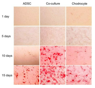 Alizarin red S staining showed more prominent and earlier mineral synthesis in co-culture group