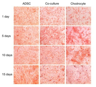 Safranin O staining showed GAG synthesis in all groups