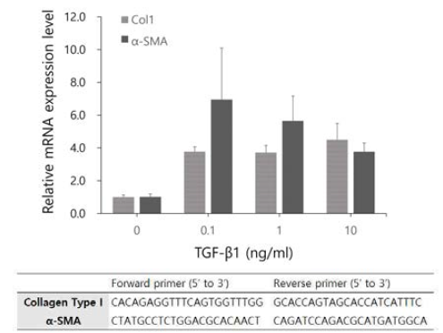 qRT-PCR 결과. TGF-β1에 의한 α -SMA 및 Collagen I의 발현 증가가 확인됨