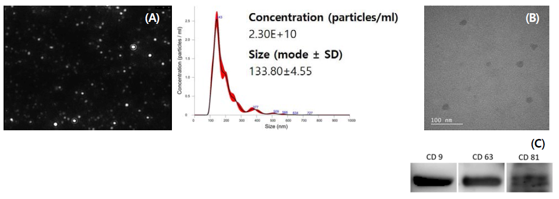실험에 사용된 hASC-Exo에 대한 Characterization. (A) NTA분석 결과 (B) TEM 분석 결과 (C) Western-Blotting 결과