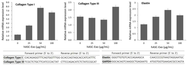hASC-Exo를 투여하였을 때 Collagen Type I, Elastin에 유전자 발현이 상대적으로 증가하는 것이 확인됨. Collagen Type III의 경우에는 hASC-Exo의 농도가 저농도일 때는 발현 증가가 확인되지 않았고, 고농도일 때 발현이 증가하는 것으로 나타났음