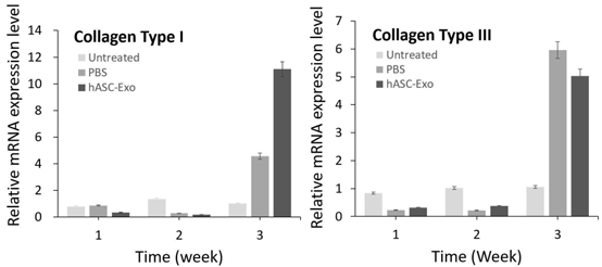 hASC-Exo를 주입한 후 1,2,3주에 생쥐 조직을 채취하여 qRT-PCR 시행. Collagen I, III의 유전자 발현이 1,2주까지는 큰 차이가 없으나 3주시점에는 현격하게 발현이 증가됨