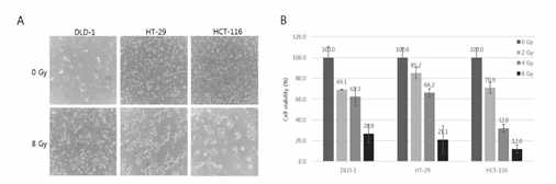 Growth inhibition of colorectal cancer cell lines after irradiation therapy. (A) Cell morphology of DLD-1, HT-29, and HCT-116 cells was observed under a phase- contrast microscopy (×100). (B) Colorectal cancer cell lines were irradiated for 72 h, followed by irradiation at 0, 2, 4, and 8 Gy and then analyzed by cell viability assay