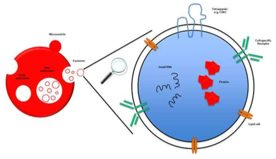 다양한 세포에서 분비하는 엑소좀의 개념도 (http://www.beckman.co.kr/Exosome/)