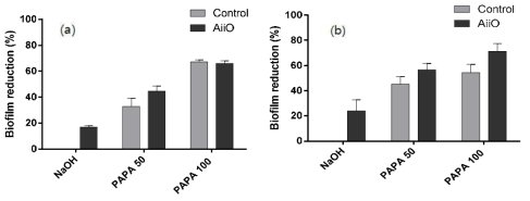 PAPA NONOate와 AiiO bead에 의한 생물막 저감 (a) alginate bead, (b) PVA/alginate bead