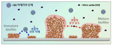 QQ 기반 생물막 성장저해 기술과 NO 기반 생물막 분산유도 기술의 조합을 통한 생물막 조절