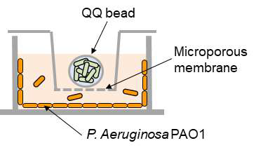 Transwell을 이용한 QQ bead 생물막 실험 과정