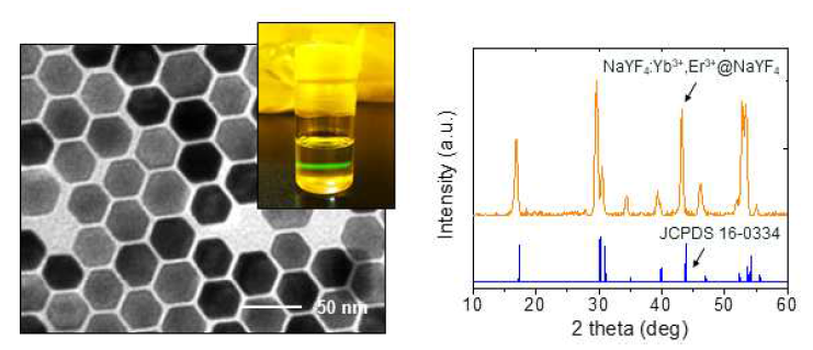 합성한 NaYF4@NaYF4:Yb3+,Er3+의 TEM 사진과 980nm 입사광에 대한 발광 모습(左)과 hexagonal phase로 합성된 것을 확인할 수 있는 XRD 측정 결과(右)