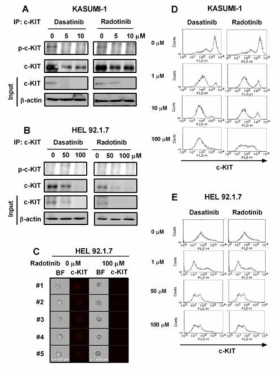 급성골수성백혈병 세포 KASUMI-1와 HEL92.1.7세포에서 BD Bioscience의 104D2클론을 이용한 c-KIT분자의 발현도 분석 및 다사티닙과 라도티닙에 따른 발현도 변화
