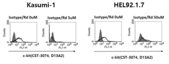 급성골수성백혈병 세포 HEL92.1.7세포와 KASUMI-1에서 Cell Signaling Technology (CST)의 D13A2클론을 이용한 c-KIT분자의 발현도 분석 및 라도티닙에 의한 발현도 변화