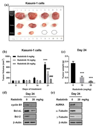 급성골수성백혈병 세포주 Kasumi-1에서 라도티닙에 의한 세포주기도 억제 및 세포사 기전 연구 결과를 이종이식동물모델을 활용하여 검증함