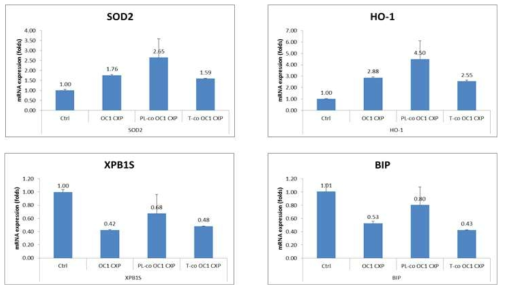 50uM cisplatin 처리한 HEI-OC1에서 줄기세포 주입에 따른 oxidative stress 관련 인자들의 발현변화