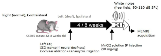 일측성 난청 모델에서 MEMRI 실험 모식도