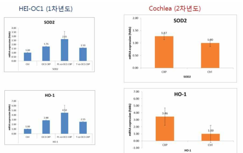 cisplatin 유도 이독성 난청 모델에서 oxidative stress 관련 인자의 발현변화