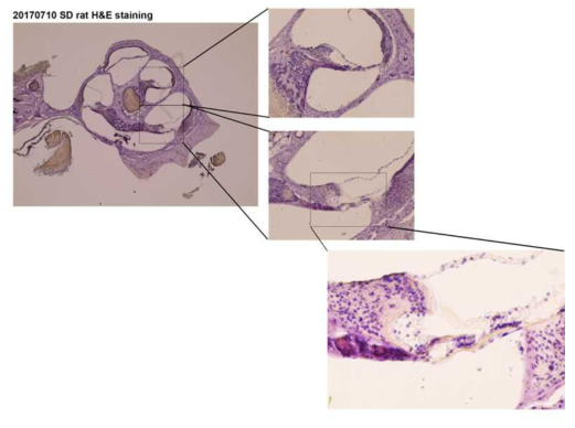 정상 cochlea 의 H&E staing 결과