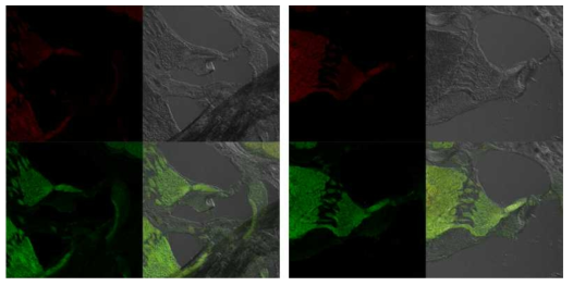 대조군에서 와우의 면역형광염색 결과