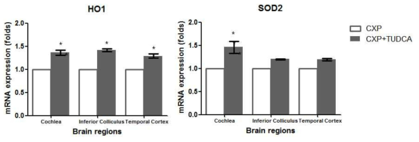 TUDCA를 투여한 cisplatin 이독성 난청 렛트군 (CXP+TUDCA)에서 HO1, SOD2 발현이 증가함