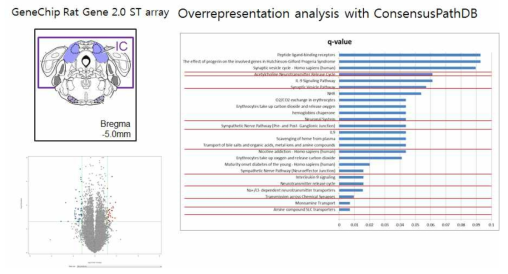 난청 렛트에서 gene expression array 결과에 대한 GO 분석 결과