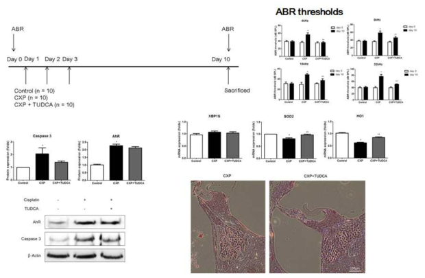 cisplatin 이독성 난청 모델에서 TUDCA 주입의 산화스트레스 억제 및 와우 보호 효과