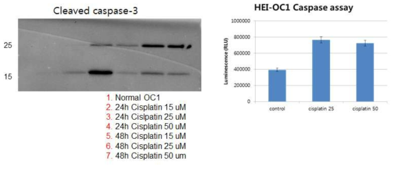 HEI-OC1 세포에 cisplatin 처리 농도가 증가할수록 cleaved caspase 3 발현이 증가함