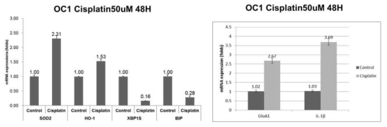 HEI-OC1에서 50uM cisplatin 처리 전 후 oxidative stress 등의 관련 인자들의 발현변화