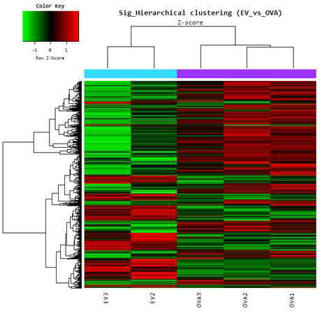 Cluster analysis-Hierarchical clustering heatmap