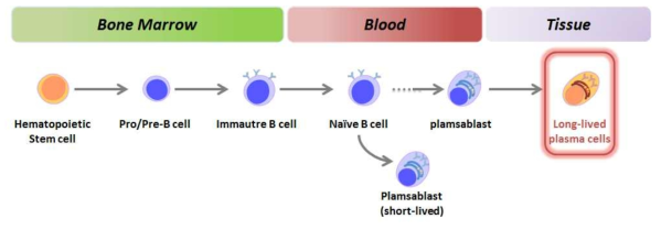 B 세포 분화과정 및 장기생존 형질세포 (참고문헌 8)