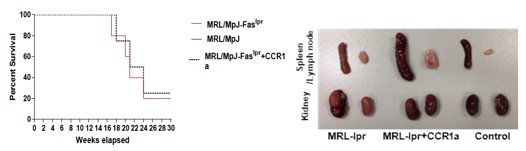 루푸스 신염 동물모델에서 CCR1 antagonist 처리에 따른 변화 (좌: 생존율, 우: 장기) 분석